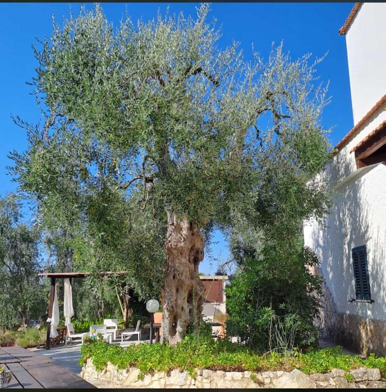 Azienda Agricola B&B Macchiaria Vieste Bagian luar foto